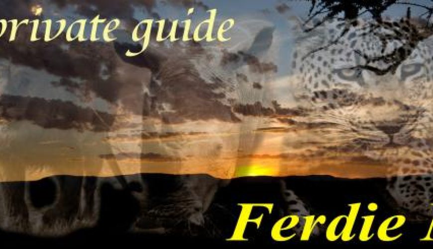 Discover the world with a guide