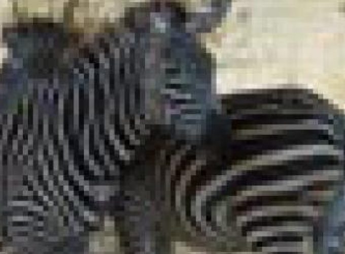 Discover the world with a guide