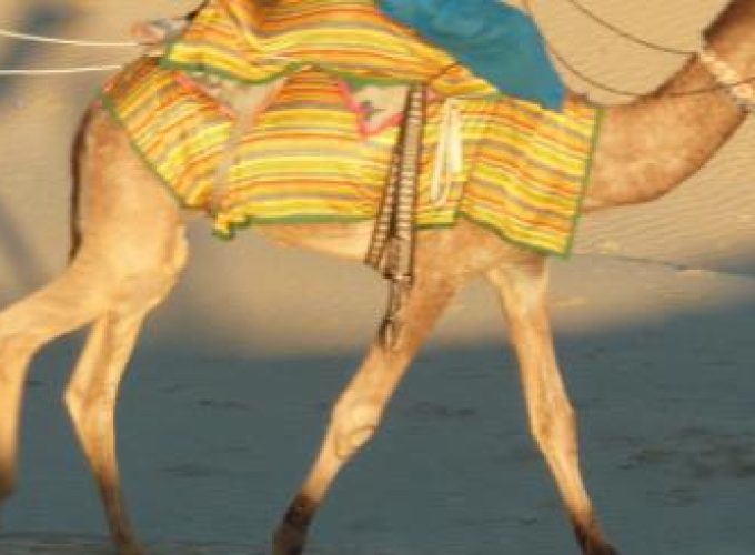 Discover the world with a guide