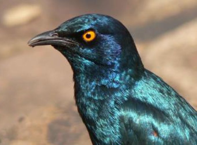 Discover the world with a guide