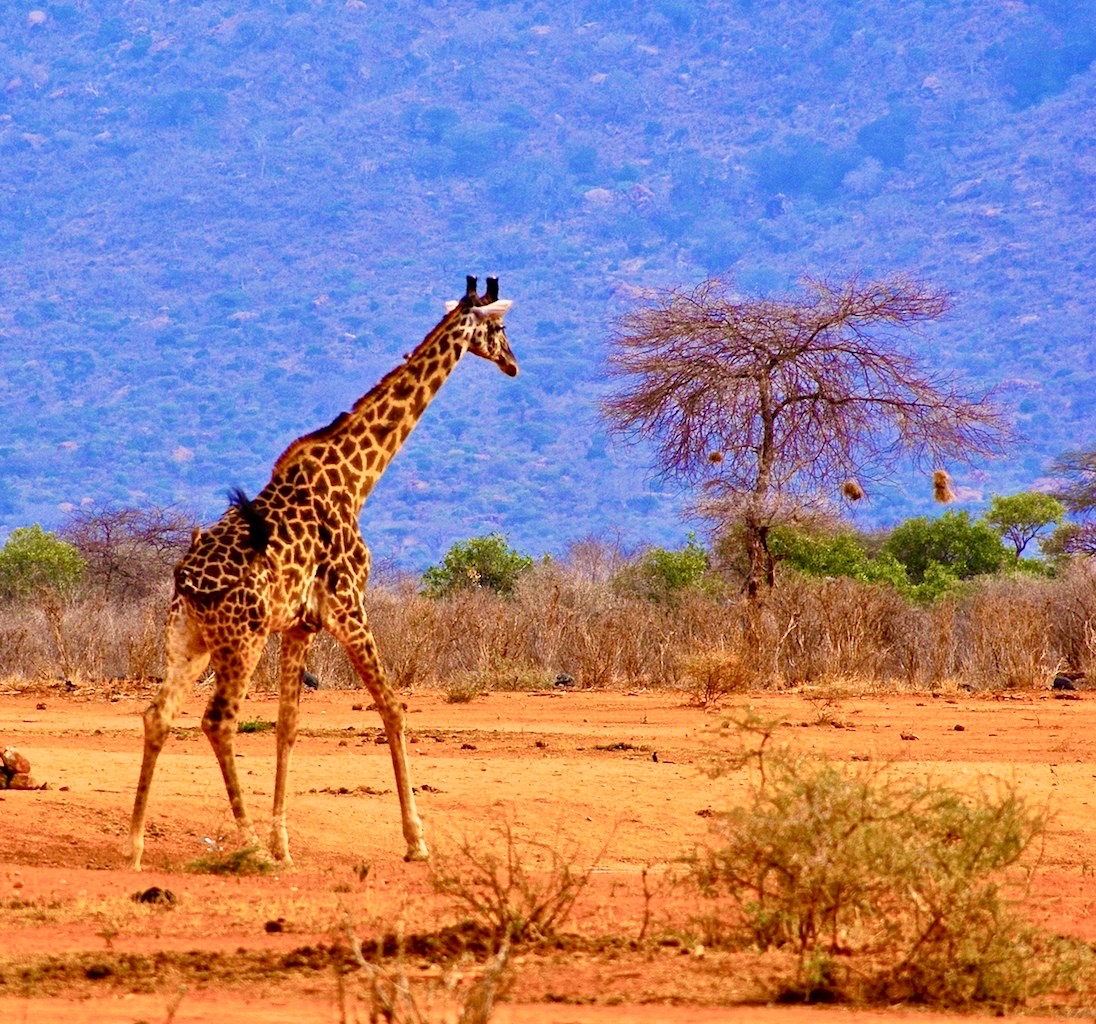 Jour 7: Tsavo Ouest – Mombasa – Nairobi (4 heures de route)