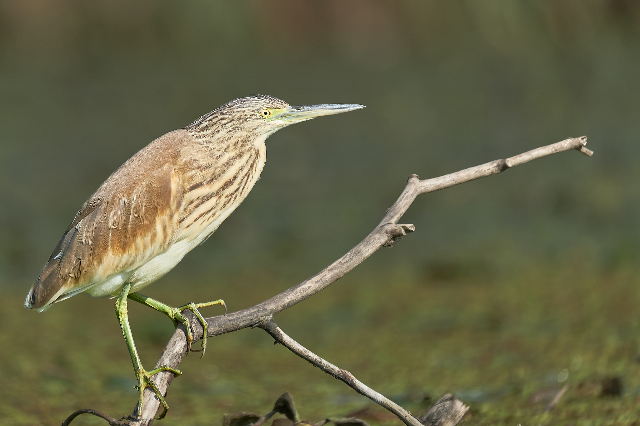 Day 2: Meet the Danube Delta!