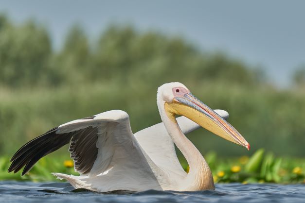 Meet the Danube Delta