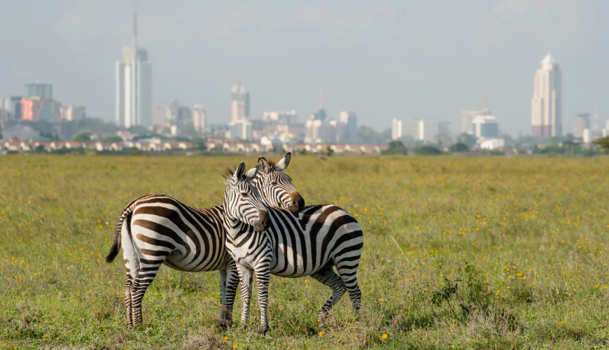 WILDLIFE AND BEACH HOLIDAY in Kenya par Kanake sur My Licensed Guide